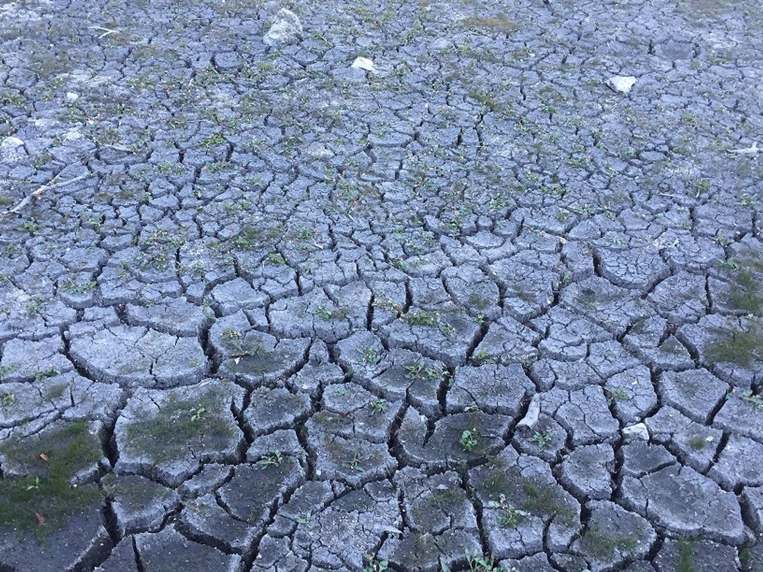 La sècheresse sévit dans certains secteurs de la Côte d'Or